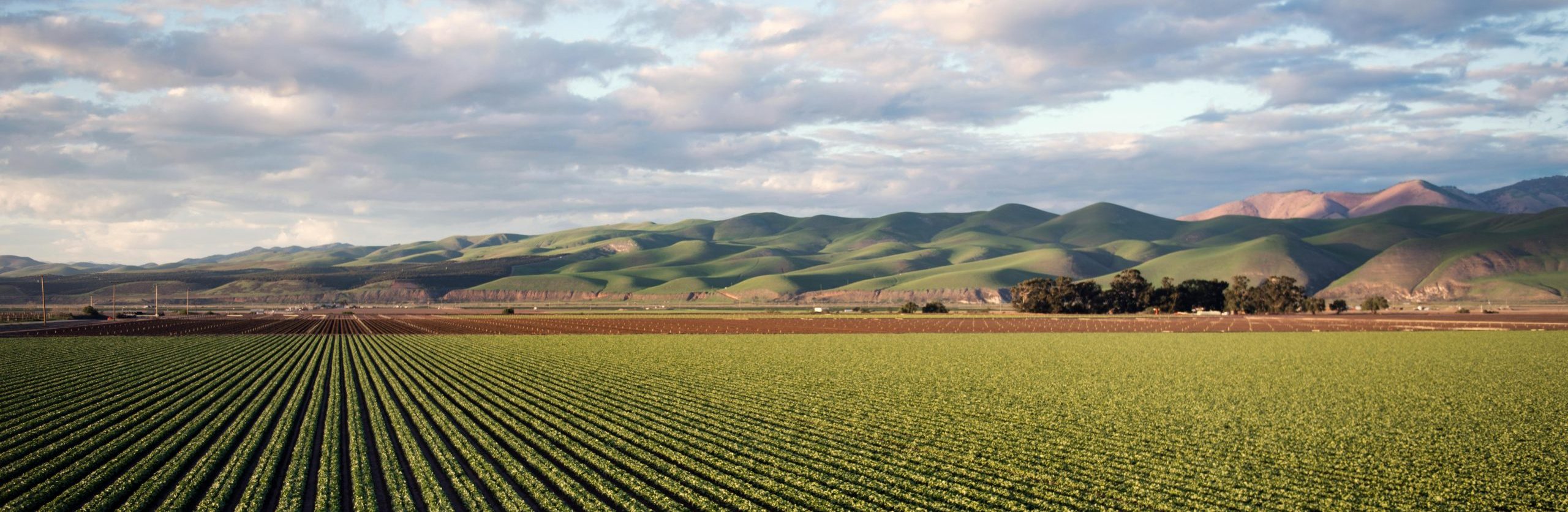 A large crop field in the UK